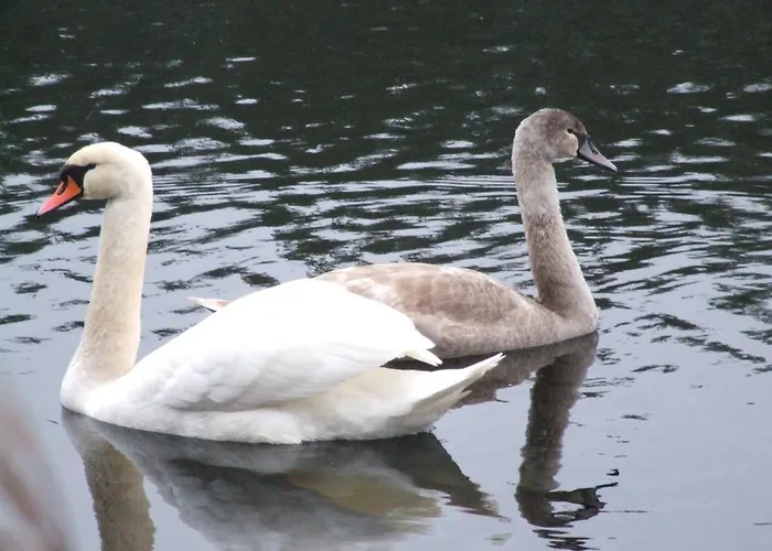 Gulbes Namai Guest house